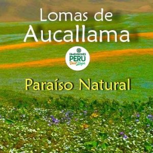 Región Lima – Valle de Chancay-Huaral - Full Day en Privado /// Descubre el Paraíso Natural de las Lomas de Aucallama